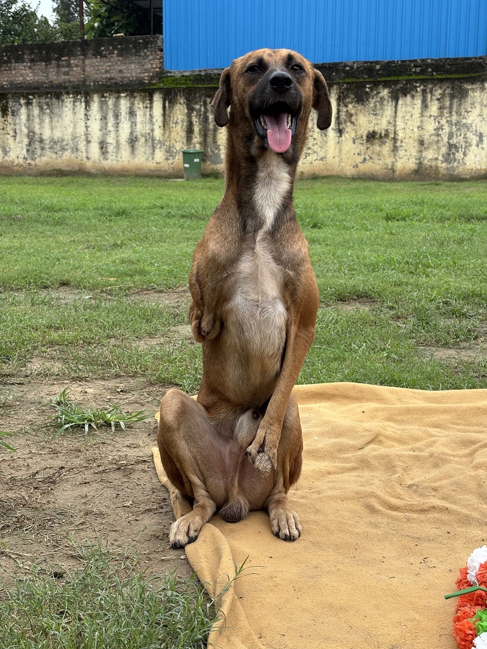 Ajooba