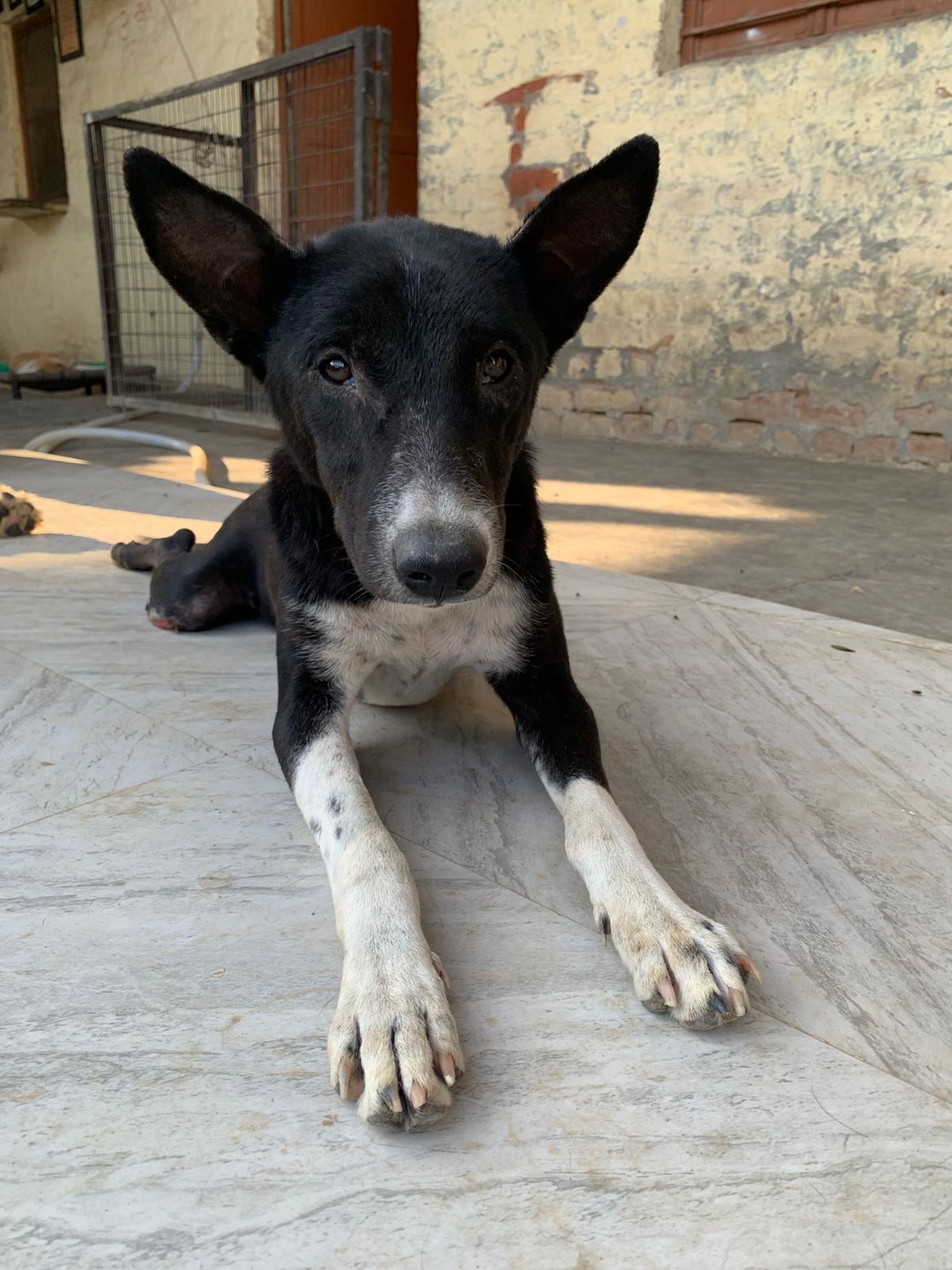 Raja Babu