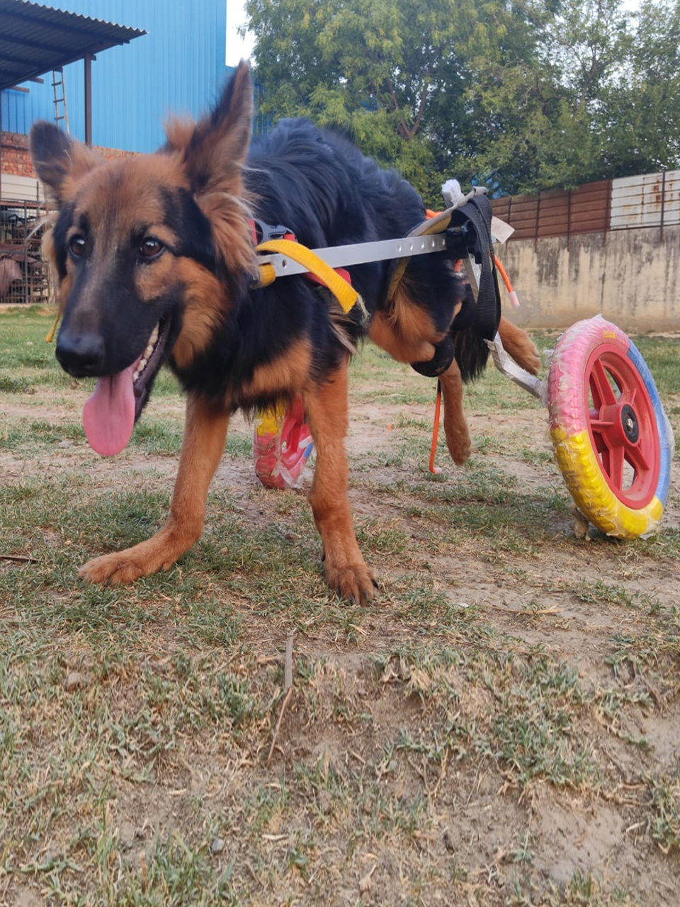 Sikander